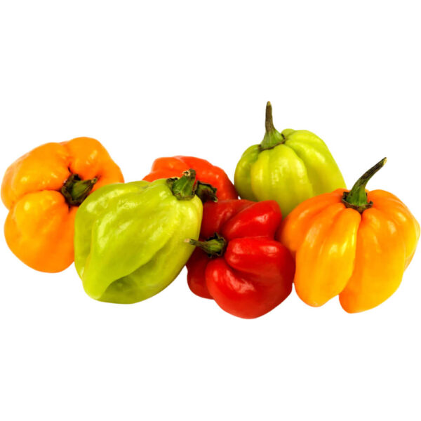 scotch bonnet chilli freshleaf dubai uae