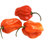 scotch bonnet chilli freshleaf dubai uae