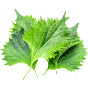 shiso leaves green freshleaf dubai uae