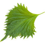 shiso leaves green freshleaf dubai uae