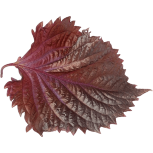 shiso leaves purple dubai freshleaf uae