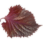 shiso leaves purple freshleaf dubai uae