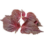 shiso leaves purple freshleaf dubai uae