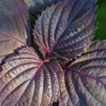 shiso leaves purple freshleaf dubai uae