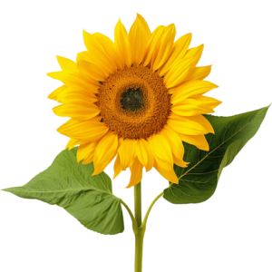 sunflower dubai freshleaf uae