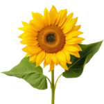 sunflower freshleaf dubai uae