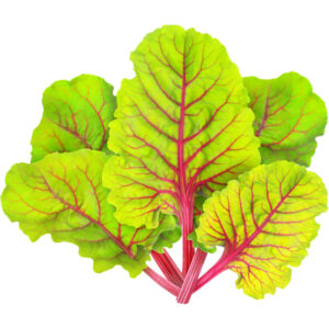 swiss chard red freshleaf dubai uae