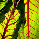 swiss chard red freshleaf dubai uae