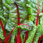 swiss chard ruby freshleaf dubai uae