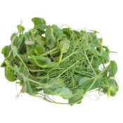 tendril pea freshleaf dubai uae