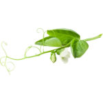 tendril pea freshleaf dubai uae