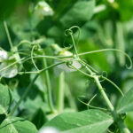 tendril pea freshleaf dubai uae