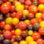 tomato cherry mix shaker freshleaf dubai uae