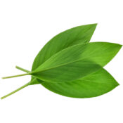 turmeric leaves freshleaf dubai uae