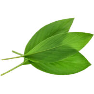 turmeric leaves freshleaf dubai uae