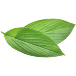 turmeric leaves freshleaf dubai uae