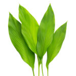 turmeric leaves freshleaf dubai uae