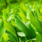 turmeric leaves freshleaf dubai uae