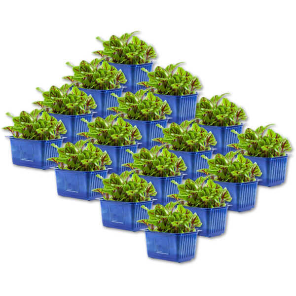 vene cress box dubai freshleaf uae