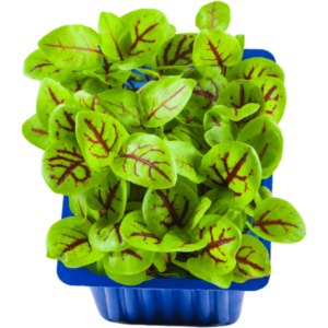 vene cress dubai freshleaf uae