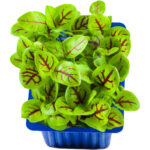 vene cress freshleaf dubai uae