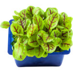 vene cress freshleaf dubai uae