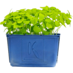 wasabi cress microgreens dubai freshleaf uae