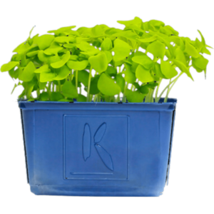 wasabi cress microgreens dubai freshleaf uae