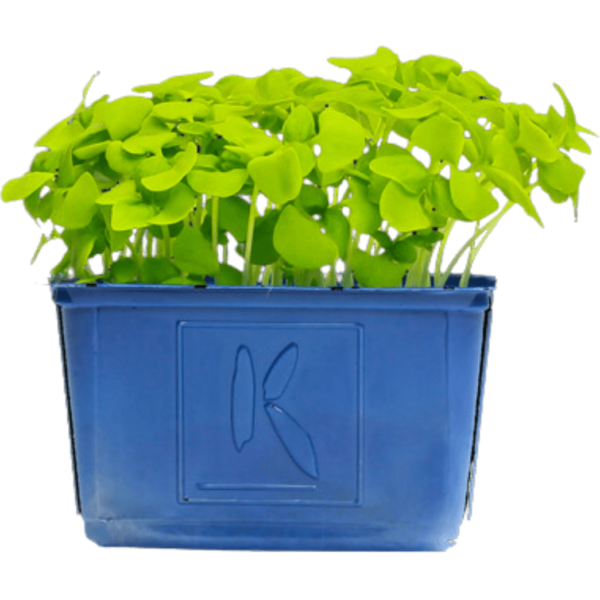 wasabi cress microgreens dubai freshleaf uae