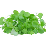 wasabi cress microgreens freshleaf dubai uae