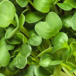 wasabi cress microgreens freshleaf dubai uae