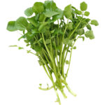 watercress freshleaf dubai uae