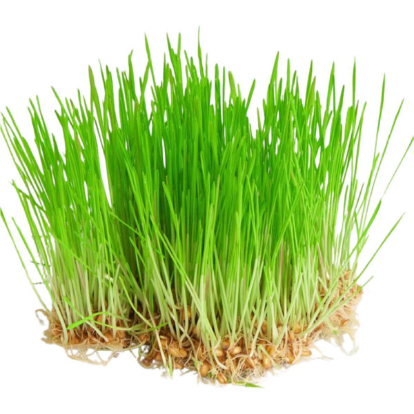 wheatgrass freshleaf dubai uae