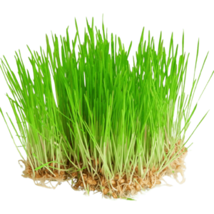 wheatgrass freshleaf uae