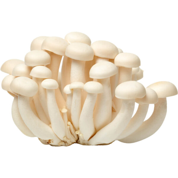 white shimeji mushroom freshleaf dubai uae