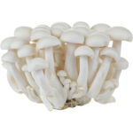 white shimeji mushroom freshleaf dubai uae