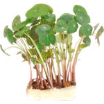 zorri cress freshleaf dubai uae