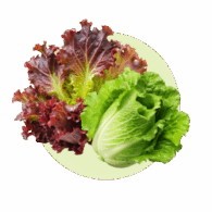 freshleaf lettuce category