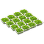 micro arugula cress box 16 punnet freshleaf dubai uae