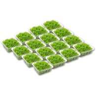 micro arugula cress box 16 punnet freshleaf dubai uae