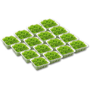 micro arugula cress box 16 punnet freshleaf dubai uae