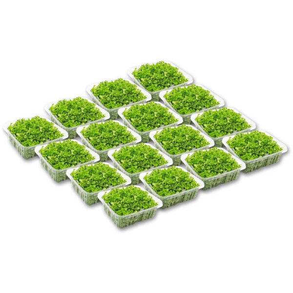 micro arugula cress box 16 punnet freshleaf dubai uae