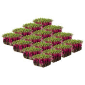 micro beetroot box 16-punnet freshleaf dubai uae