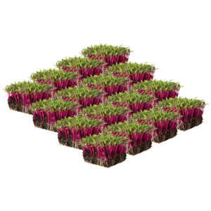 micro beetroot box 16-punnet freshleaf dubai uae