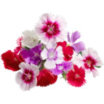 mix dianthus freshleaf dubai uae