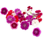 mix dianthus freshleaf dubai uae