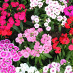 mix dianthus freshleaf dubai uae