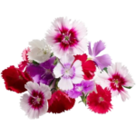 mix dianthus freshleaf uae