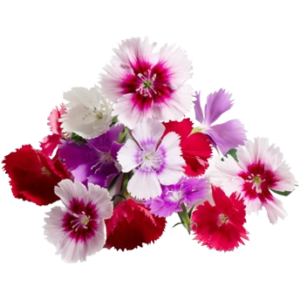 mix dianthus freshleaf uae