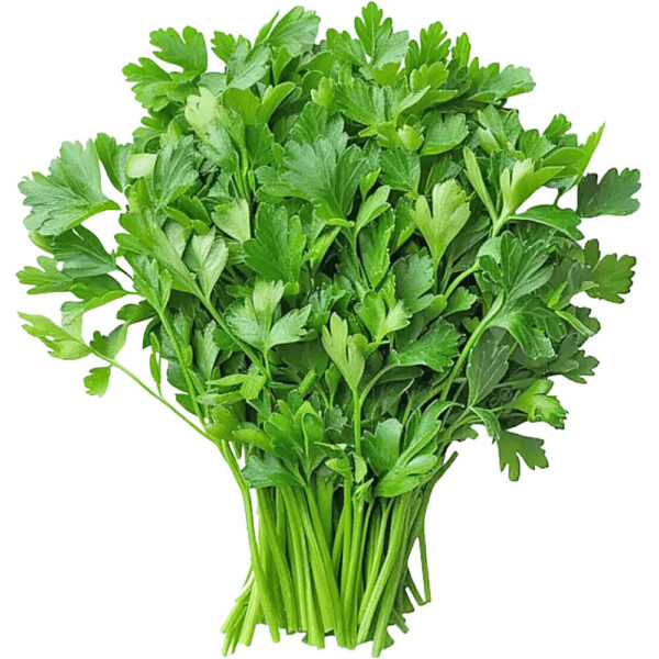 Coriander leaves loose uae freshleaf dubai uae